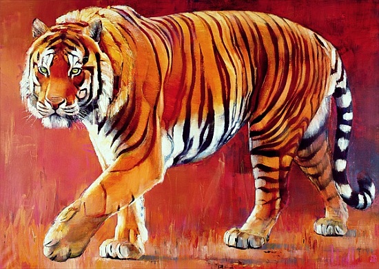 Bengal Tiger a Mark  Adlington
