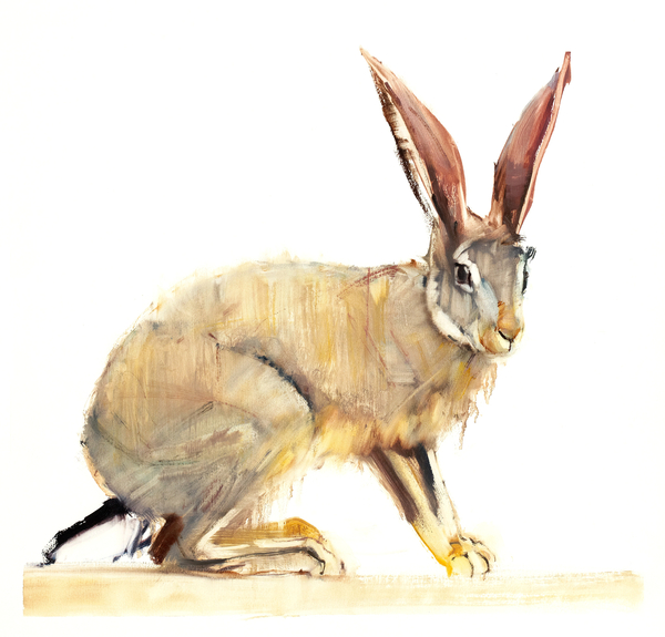 Cape Hare a Mark  Adlington