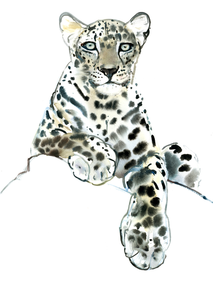 Direct (Arabian Leopard) a Mark  Adlington