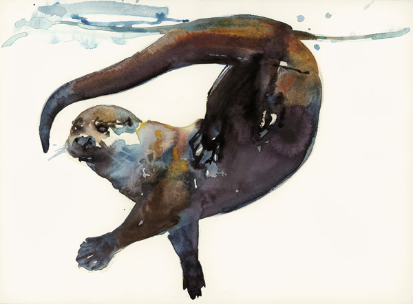 Otter Study II -Talisker a Mark  Adlington