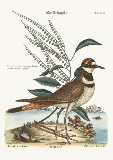 The Chattering Plover a Mark Catesby