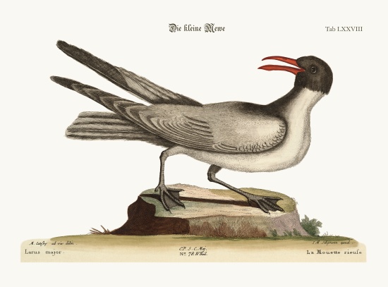 The Laughing Gull a Mark Catesby