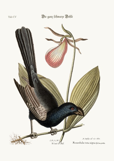 The Razor-billed Black-bird of Jamaica a Mark Catesby
