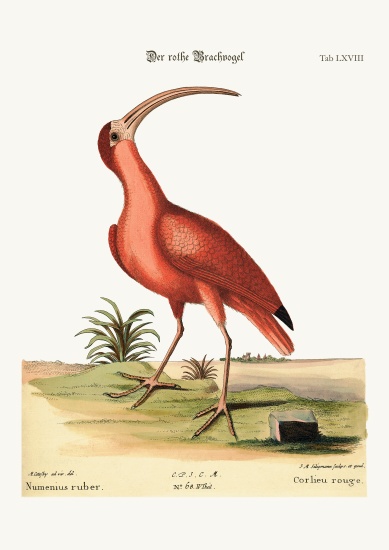 The red Curlew a Mark Catesby