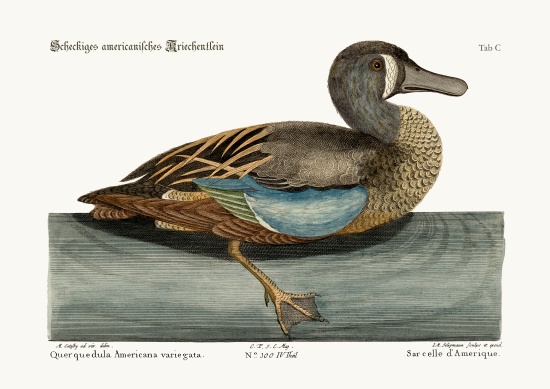 The White-face Teal a Mark Catesby
