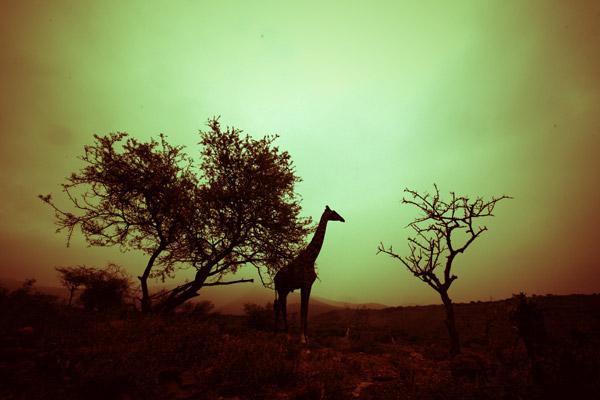 Giraffa (1)
