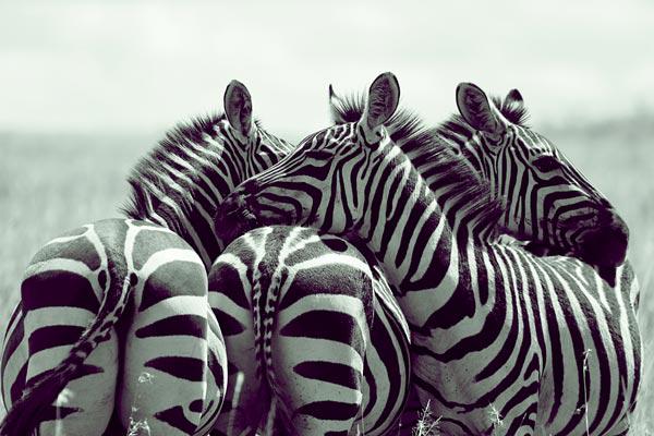 Gruppo di zebre