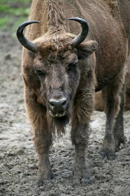 Wisent