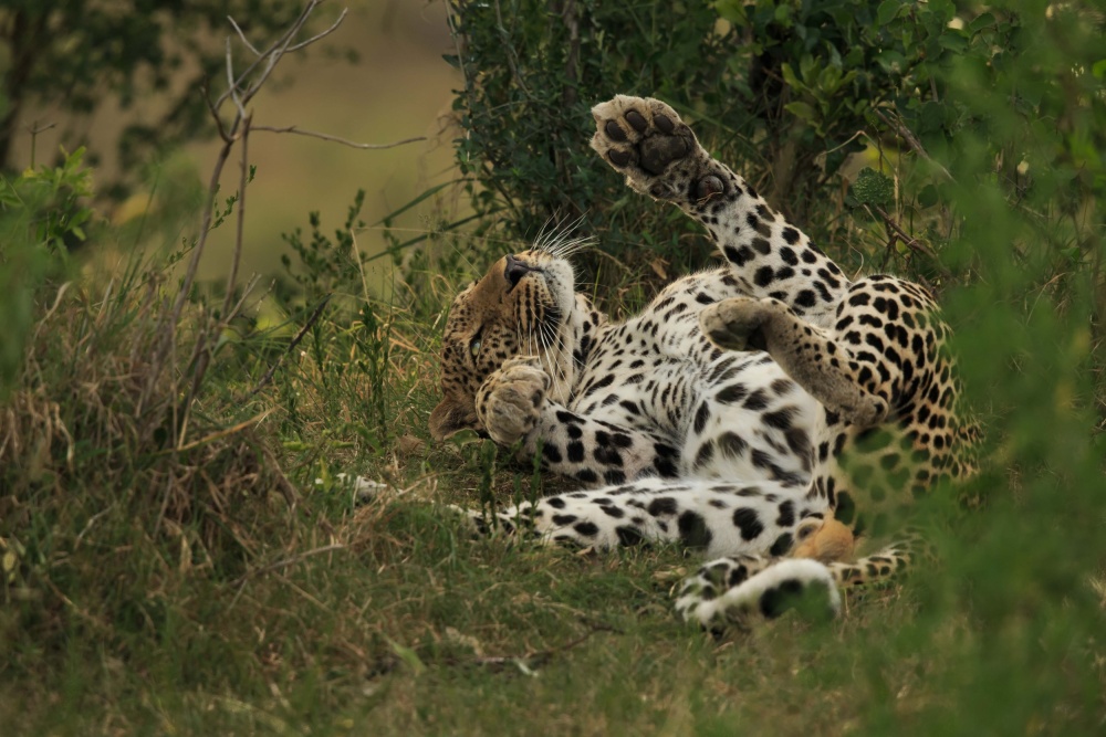 A leopard in Mara Triangle a Massimo Mei
