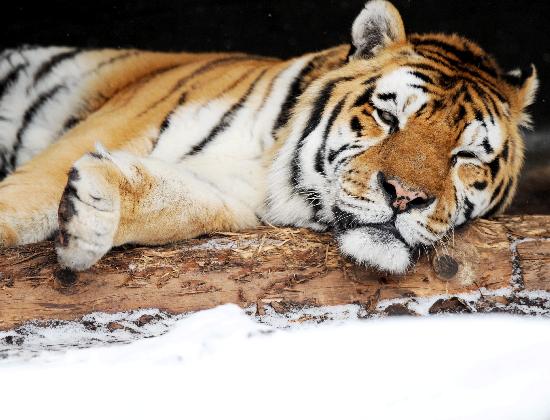 Tiger im Schnee a Maurizio Gambarini