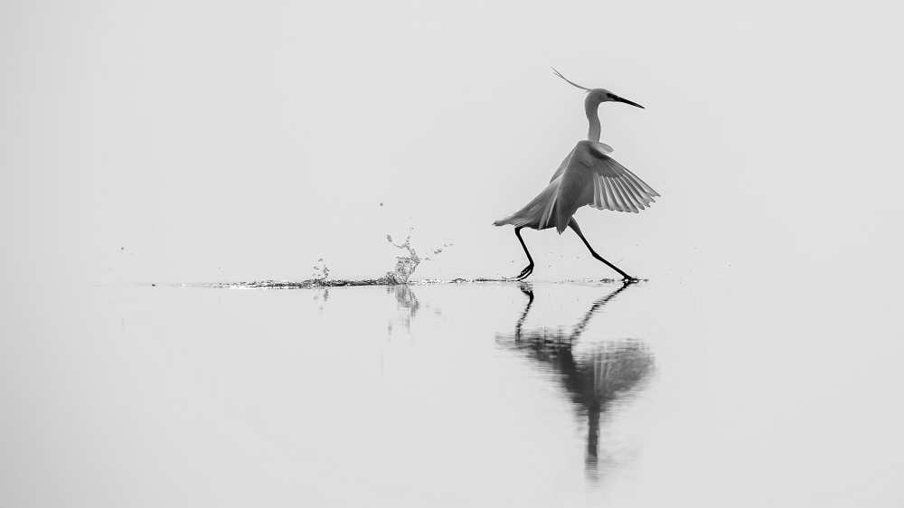 Dancing on the water a mauro rossi