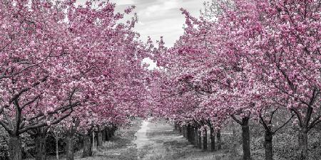 Incantevole viale dei ciliegi in fiore