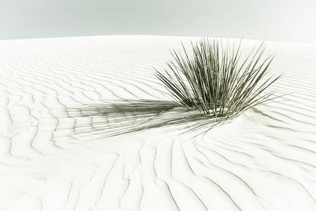 Dune, monumento nazionale di White Sands | Vintage 