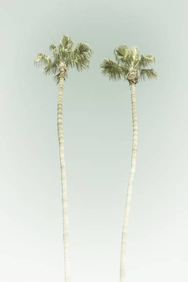 Idillio minimalista con palme sulla spiaggia | Vintage
