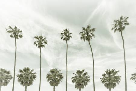 Palme a La Jolla, California | Vintage 