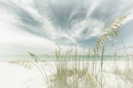 Canna sulla spiaggia - Silenzio celeste | Vintage