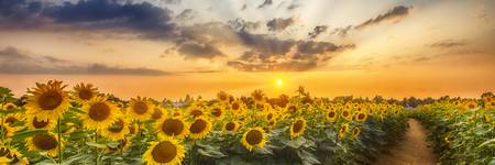 Campo di girasoli al tramonto | Panorama