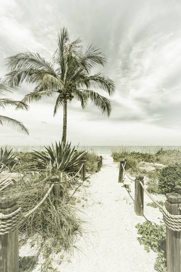 Strada per la spiaggia - Palme e mare | Vintage 