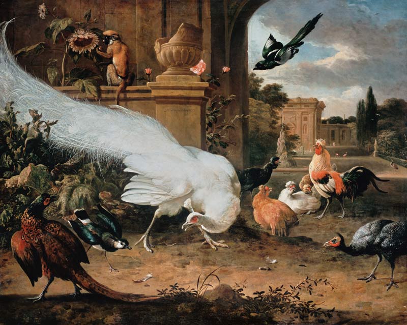 The white peacock. a Melchior de Hondecoeter