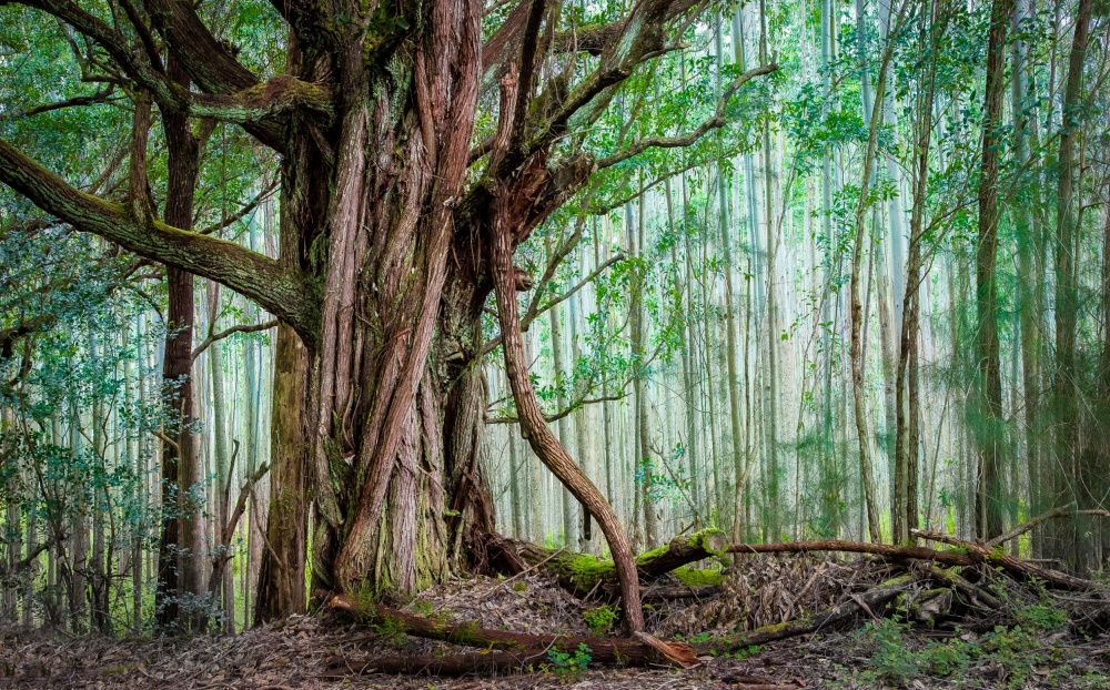 Waipio Valley Rainforest a Michael Delman