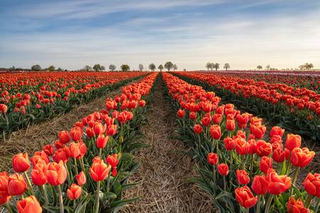 Rote Tulpen