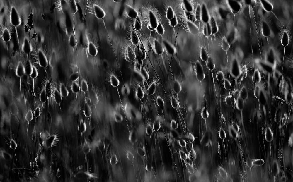 Just as drops of light a Michel Romaggi