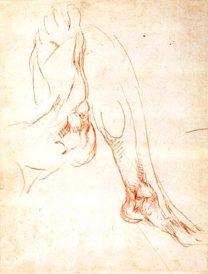 Study of a lower leg and foot a Michelangelo Buonarroti