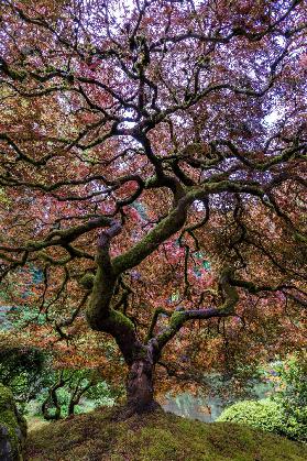 Japanese Maple Tree