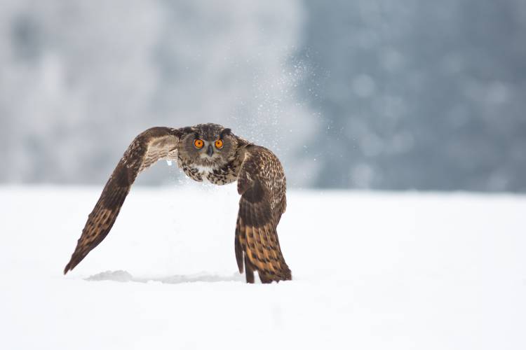 Eurasian eagle-owl a Milan Zygmunt