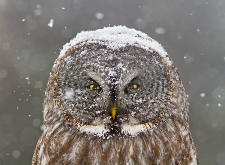 Great Grey Owl Winter Portrait a Mircea Costina