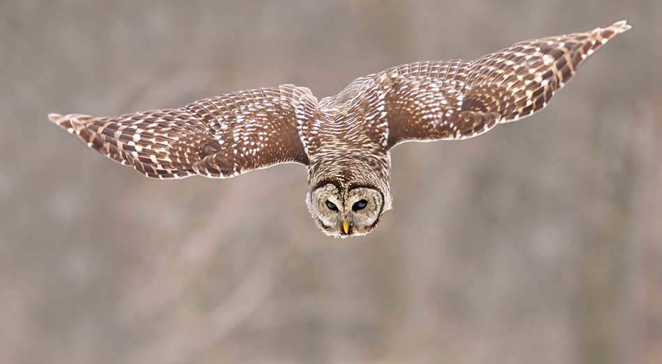 Hunting Barred Owl a Mircea Costina