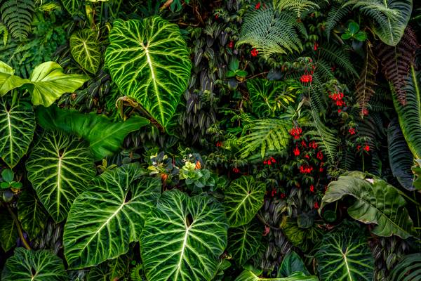 Tropische Pflanzen im Regenwald, Pflanzen und Blumen im Dschungel, Botanische Motive a Miro May