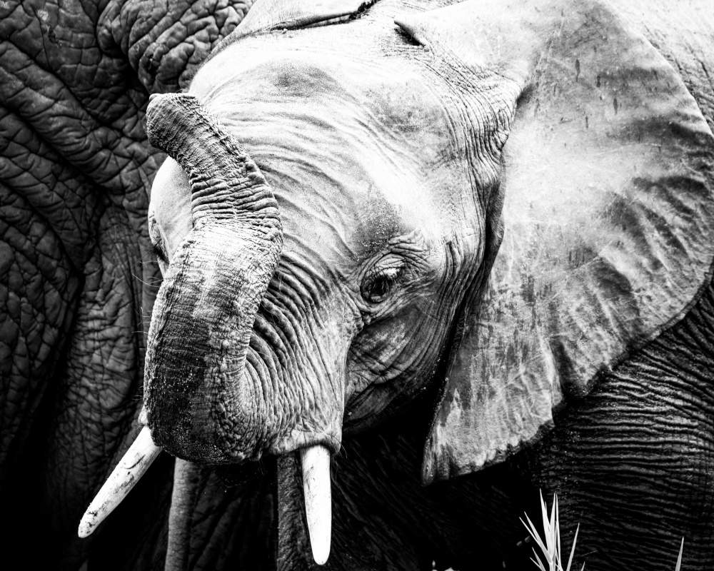 Elephant Calf a Naomi Lupton