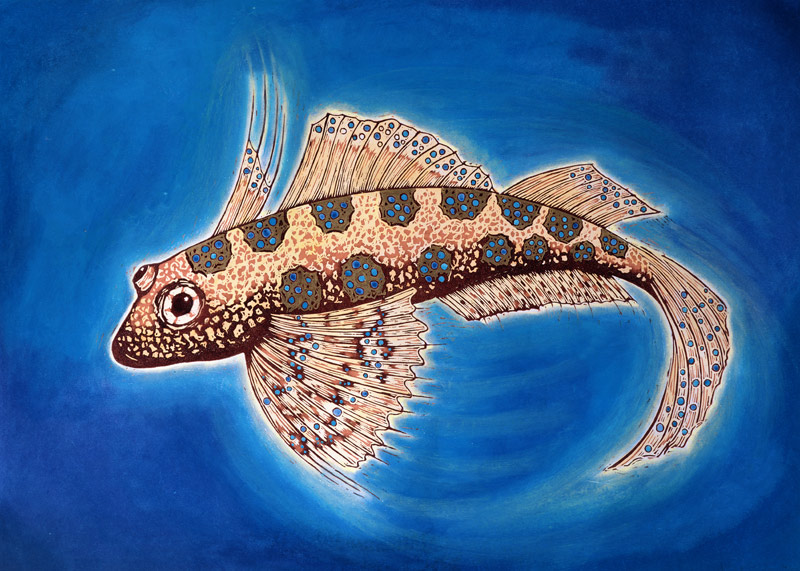 Dragonet Fish, 1999 (woodcut print and mixed media)  a Nat  Morley