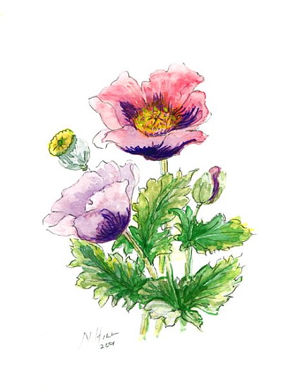 Opium Poppy, 2001 (w/c on paper)  a Nell  Hill