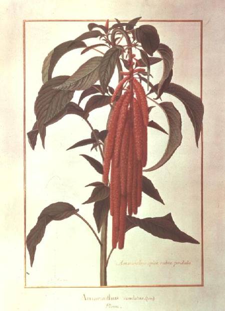 Amarantus Caudatus (w/c on vellum) a Nicolas Robert