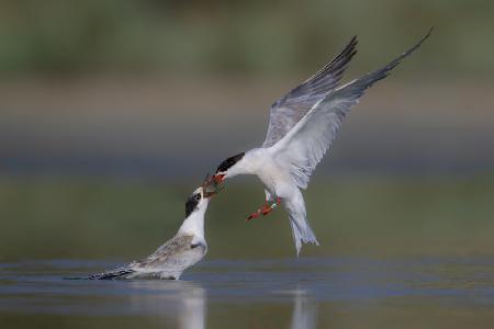 common Tern