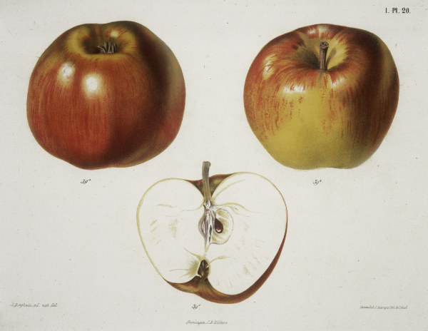 Apple / Colour lithograph a 