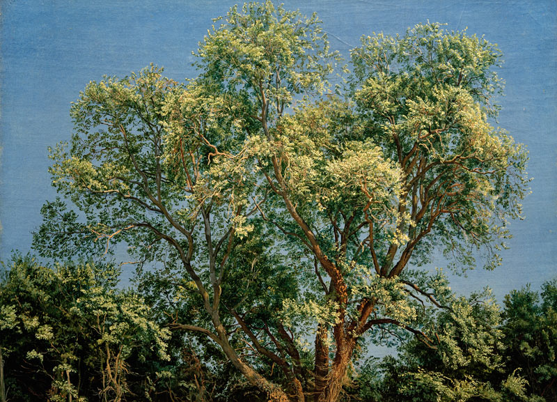 A.A.Iwanow, Baum im Chigi-Park a 