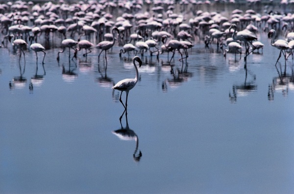 Birds, Flamingos visit coastal towns of Saurashtra (photo)  a 