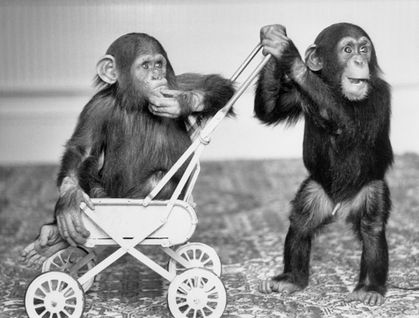 Chimpanzees Jambo and William at Twycross zoo, England a 