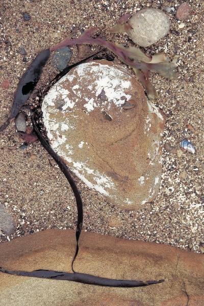 Calcium carbonate encrustation on rock and kelp (photo)  a 