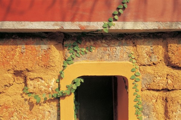 Creeper firmly clawing from ground to window (photo)  a 