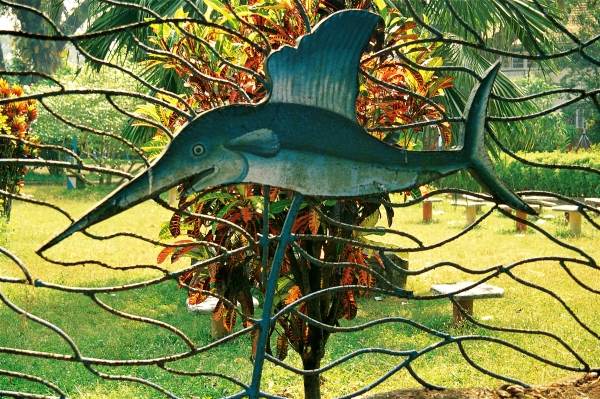 Croton highlighting fish fencing of garden (photo)  a 