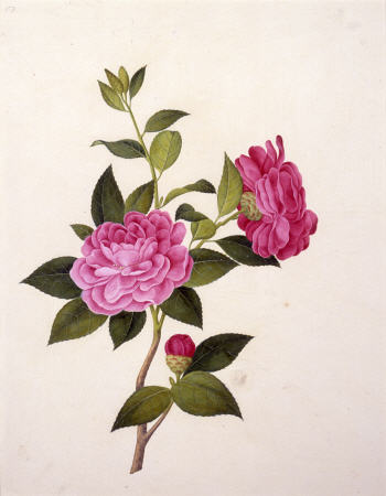 Double Pink Camellia a 