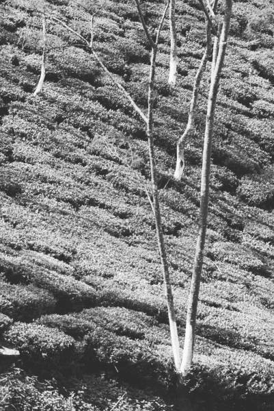 Form of trees in tea garden (b/w photo)  a 