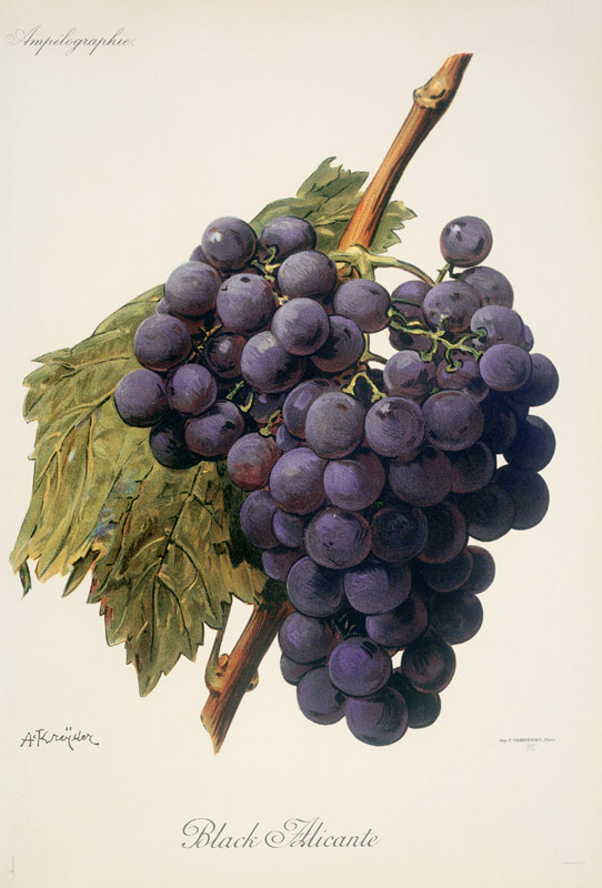 Grapes: Black Alicante a 