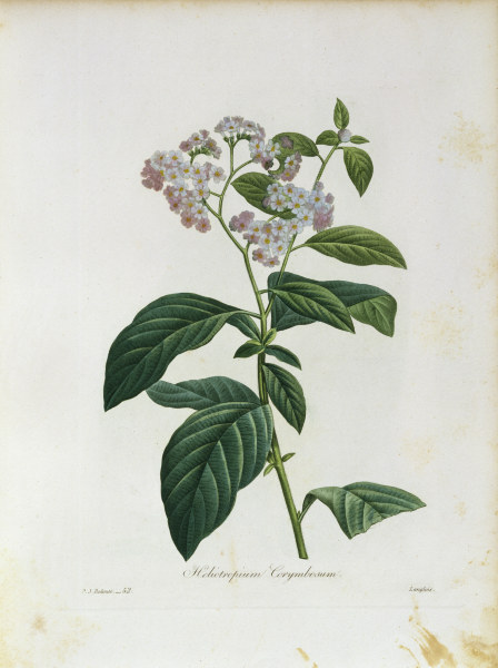 Heliotropium Corymbosum / Redouté a 