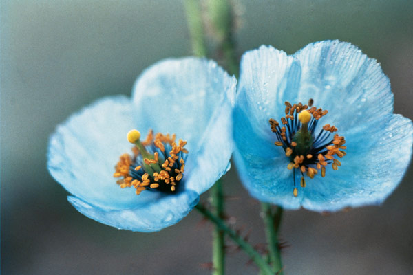 Himalayan Blue Poppy (Meconopsis aculeata) (photo)  a 