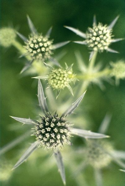 Kashmir Eryngo (Eryngium biebersteinianum) (photo)  a 
